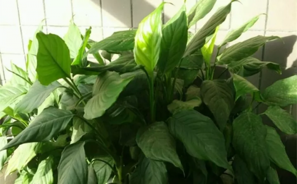 好養活的10種耐陰花卉