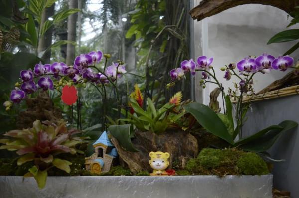 年宵花卉組合盆栽觀賞圖鑑～丨小葉子陪你過大年