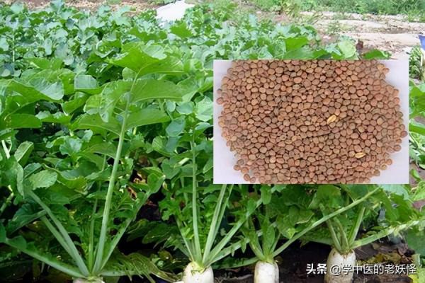 每日學習一味中藥——萊菔子