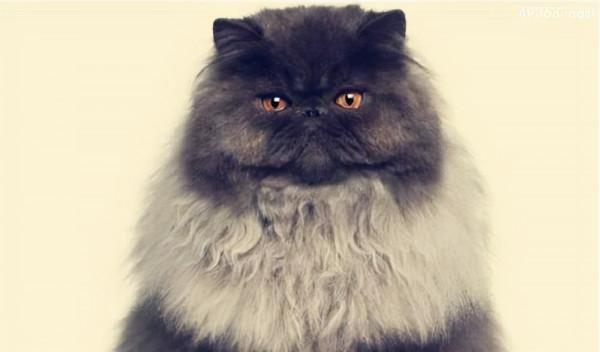 瞭解貓的行為和表示好感,你真的確定了解它? 瞭解貓的行為和表示好感,你真的確定了解它?