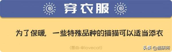 2分鐘掌握6個室內貓過冬小技巧