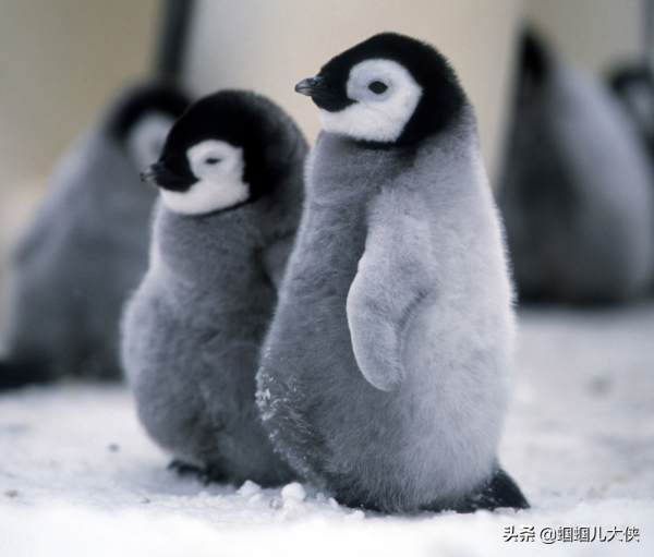 27種動物照片大集合,出生不久的小刺蝟長成這樣,大自然真神奇 27種動物照片大集合,出生不久的小刺蝟長成這樣,大自然真神奇