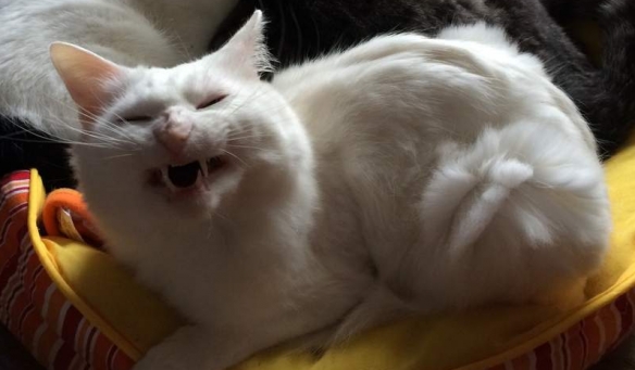 網友分享喵星人微笑練習 得意 治癒 還是無法言喻？