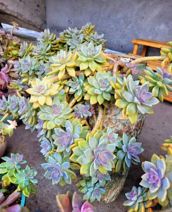 十二月養多肉,除入室保溫,這“三動作”也別漏,否則還得收空盆 十二月養多肉,除入室保溫,這“三動作”也別漏,否則還得收空盆