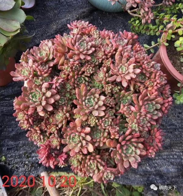 8年紅寶石--成長記錄