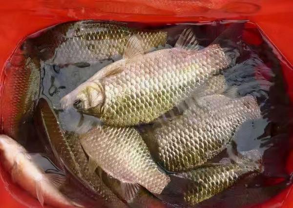 冬天出太陽不好釣魚？只是沒有找準地方而已