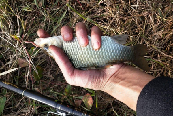 初春用蚯蚓野釣,做到這四點,釣到大斤鯽一點都不難 初春用蚯蚓野釣,做到這四點,釣到大斤鯽一點都不難