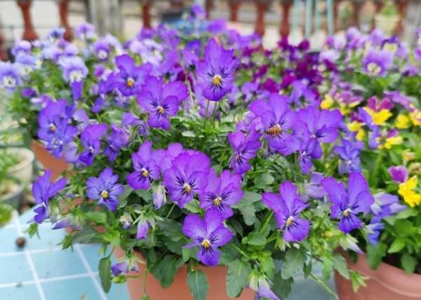 3種&OpenCurlyDoubleQuote;漂亮花&rdquo;，盆越小開花越多，冬天&OpenCurlyDoubleQuote;不怕凍&rdquo;，一個勁開花