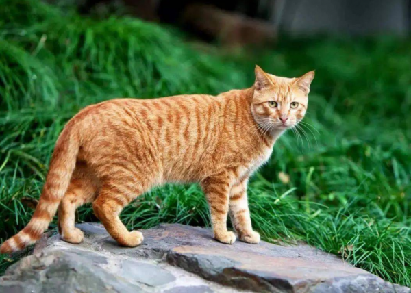 為什麼越來越多人養“黃狸貓”?網友:養了之後就不想換貓了 為什麼越來越多人養“黃狸貓”?網友:養了之後就不想換貓了