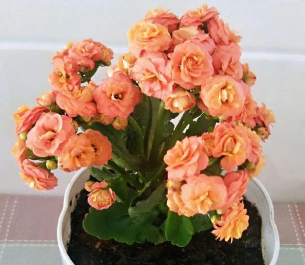 10種旺運花，一個月內要漲價，現在趕緊買