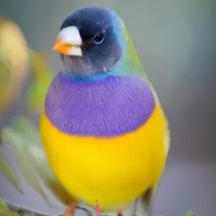 鳥的世界 鳥的天堂