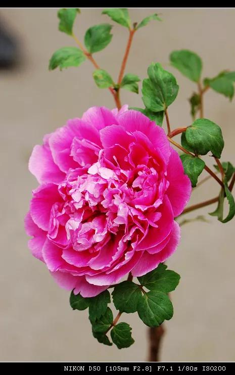 抗戰故事:神奇千里馬 抗戰故事:神奇千里馬