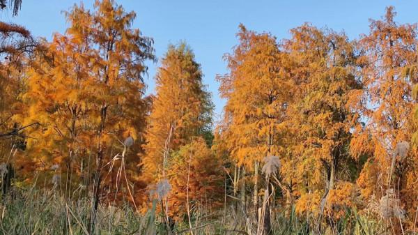 有一種紅叫紅杉林,驚豔了秋色,你去打卡了嗎? 有一種紅叫紅杉林,驚豔了秋色,你去打卡了嗎?