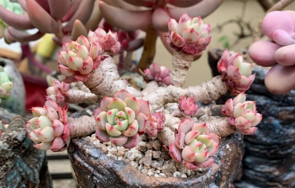 按這4個要求盆栽，多肉娜娜小勾呼呼瘋長，葉尖一年四季紅豔豔