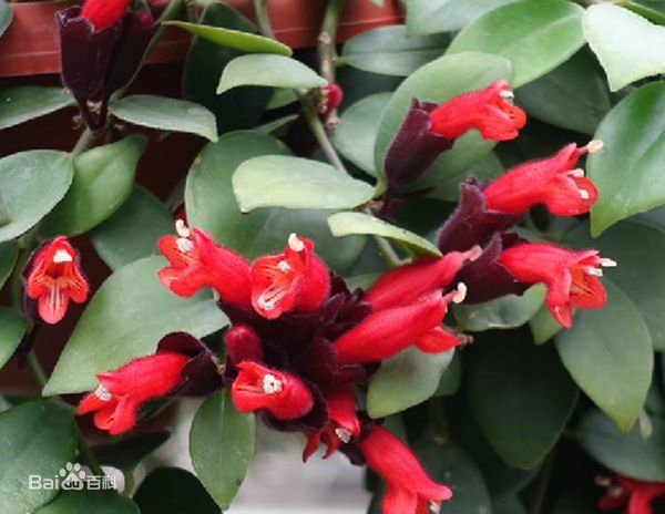 6種開花盆栽最適合在室內養，給點兒陽光就燦爛