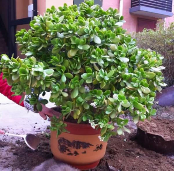 這“3種樹”耐乾旱，哪怕30天不澆水，也能爆盆，是懶人的最愛