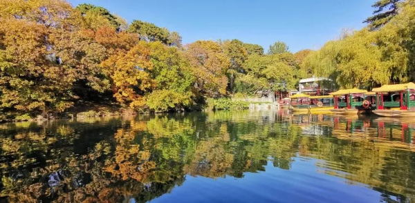 菊花、銀杏、垂柳、楓葉、黃櫨……快收藏市屬公園賞秋指南(附古詩) 菊花、銀杏、垂柳、楓葉、黃櫨……快收藏市屬公園賞秋指南(附古詩)
