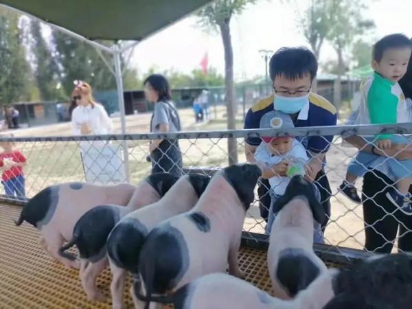 【FENG爆】2021豐臺冬季歡樂遊——綠野仙蹤郊野樂園冬季“冰雪童話”活動不容錯過！