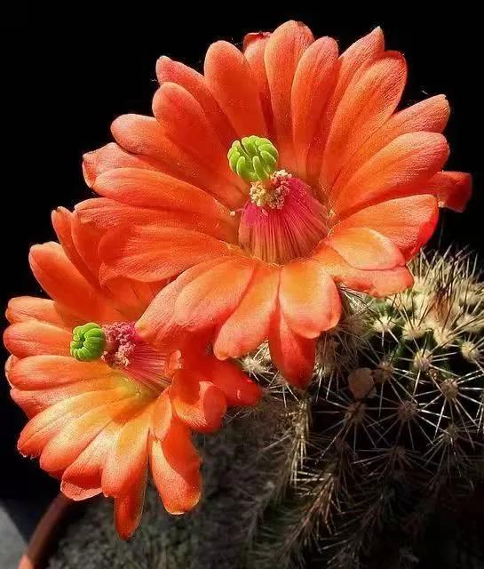 漂亮的仙人掌花 漂亮的仙人掌花