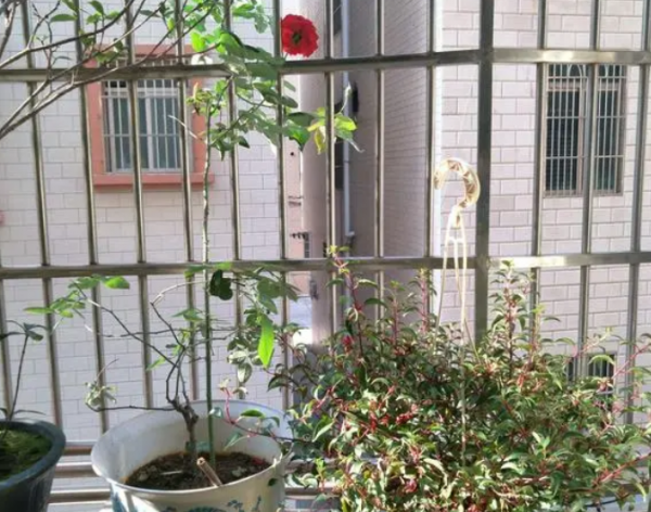 養花該不該買營養土？嫌貴自己配，不能少了這3樣東西