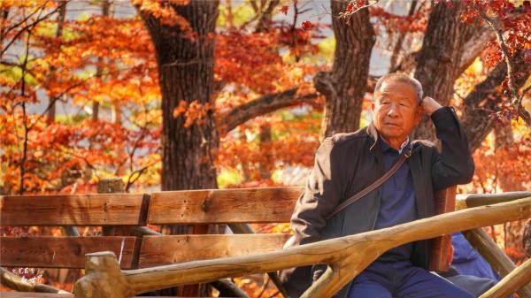 又快到了去本溪賞楓的季節，楓林谷是我退休以後每年都要去的地方