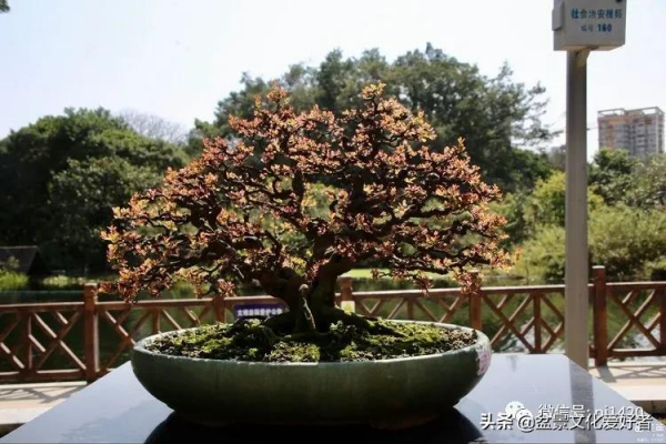 玩盆景,只是玩玩嗎? 玩盆景,只是玩玩嗎?