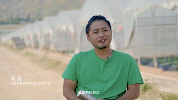 高山下的白草莓，一個海歸新農人的鄉村振興夢