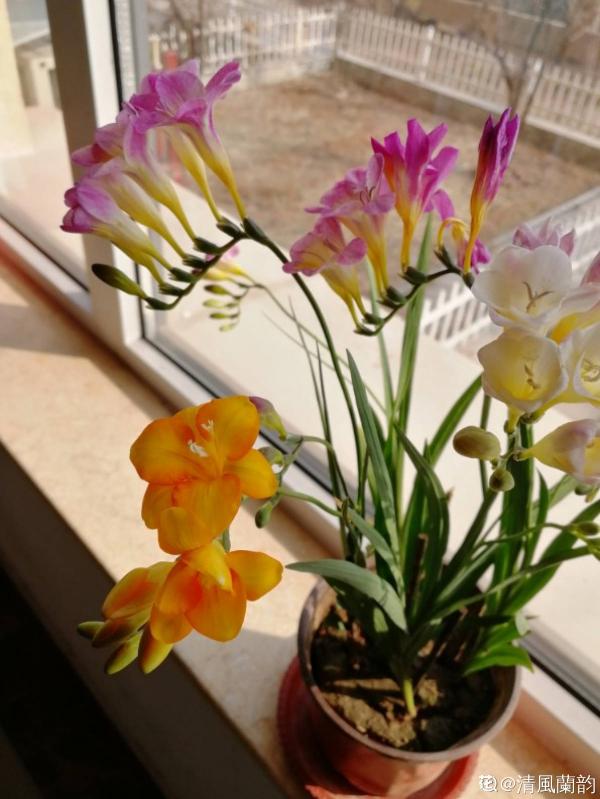 秋天種下3種花，冬天零下也不怕，明年春天花開滿園