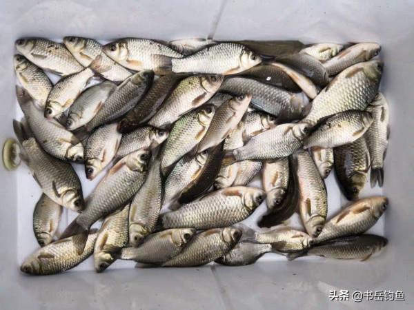 冬釣用蚯蚓時多做點小動作！九歲小釣友用了，都能連竿上魚到天黑