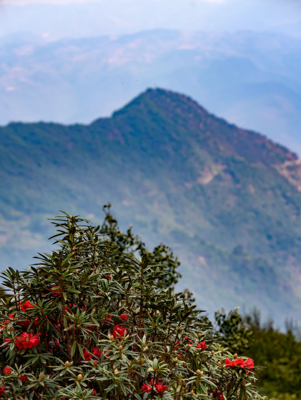 冬日騰衝,方圓十里有花香 冬日騰衝,方圓十里有花香