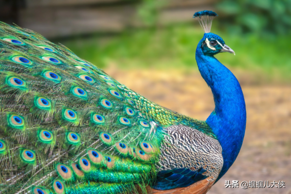 27種動物照片大集合,出生不久的小刺蝟長成這樣,大自然真神奇 27種動物照片大集合,出生不久的小刺蝟長成這樣,大自然真神奇