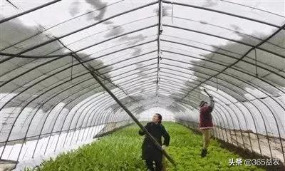 送你一份二月蔬菜種植管理表，不要錯過！內含全套技術
