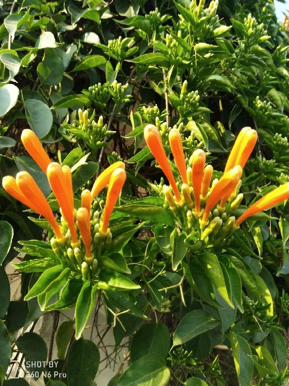 4種花聽名字看不上,養開花真的絕美,妥妥的顏值擔當 4種花聽名字看不上,養開花真的絕美,妥妥的顏值擔當