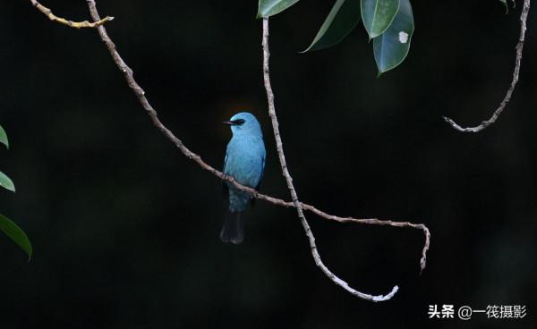 活躍在華南植物園裡的銅藍鶲