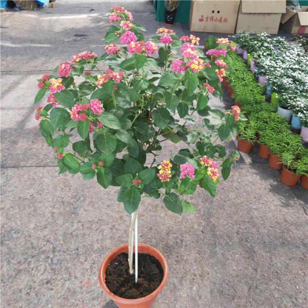 可養成“棒棒糖”的三種花，花期長花朵多造型美，養眼大氣不平庸