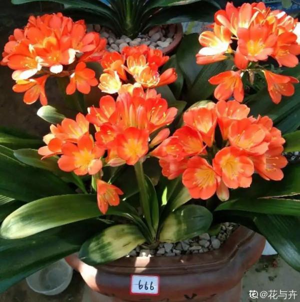 三角梅剪 一剪,搬出去曬曬,呼呼爆花 三角梅剪 一剪,搬出去曬曬,呼呼爆花