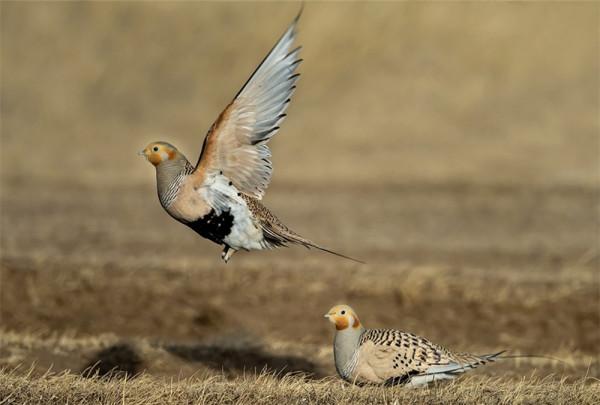 新疆發現沙雞,飛30裡去喝水,用腹部羽毛吸水,帶回去喂雛雞喝 新疆發現沙雞,飛30裡去喝水,用腹部羽毛吸水,帶回去喂雛雞喝