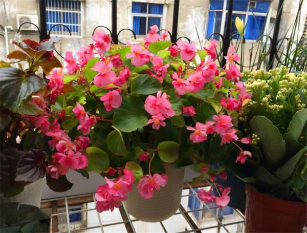 100種常見花卉的播種栽培大全,送給愛養花的你 100種常見花卉的播種栽培大全,送給愛養花的你