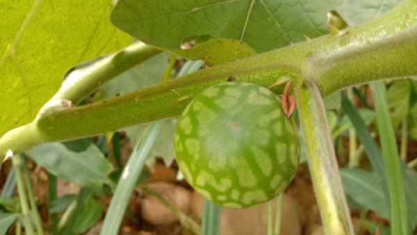 刺天茄農民見到就鋤除，用根煮水泡腳散瘀消腫，果子卻不能吃