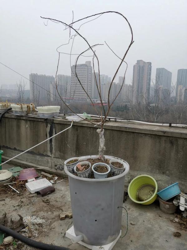 蜂糖李，北方樓頂值得種