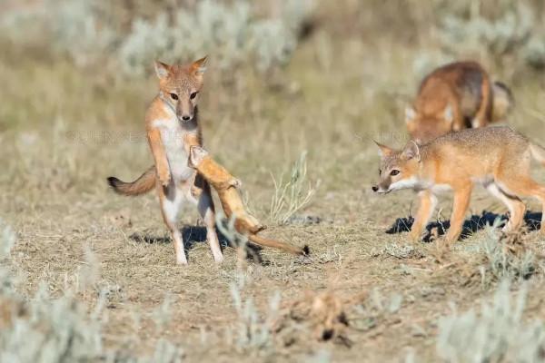 草原狐：賓士在草原上，勢如閃電的敏捷之狐