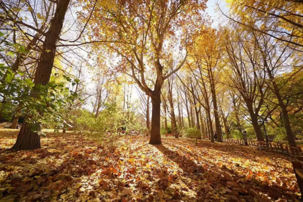 菊花、銀杏、垂柳、楓葉、黃櫨……快收藏市屬公園賞秋指南(附古詩) 菊花、銀杏、垂柳、楓葉、黃櫨……快收藏市屬公園賞秋指南(附古詩)