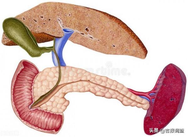 中醫專家提醒:臟腑衰老退化的時間比您想象的早,抓緊時間保養吧 中醫專家提醒:臟腑衰老退化的時間比您想象的早,抓緊時間保養吧