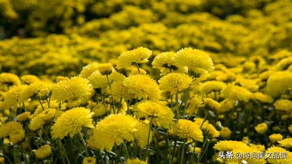 十二個月，十二首詩，十二種美