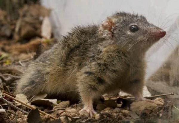 自殺式繁殖,為了後代丟掉自己生命,大自然如何讓動物走向極端? 自殺式繁殖,為了後代丟掉自己生命,大自然如何讓動物走向極端?