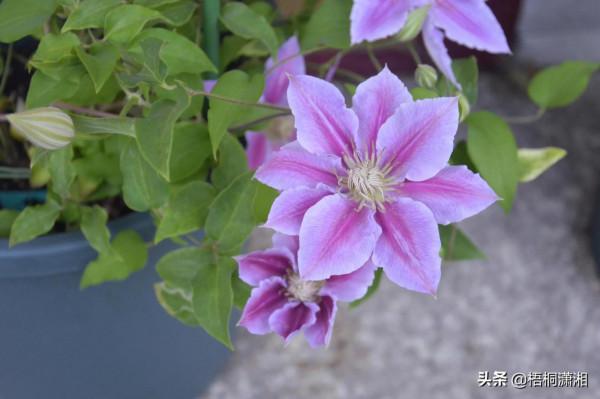 終於,又到了花卉冬剪的時候 終於,又到了花卉冬剪的時候