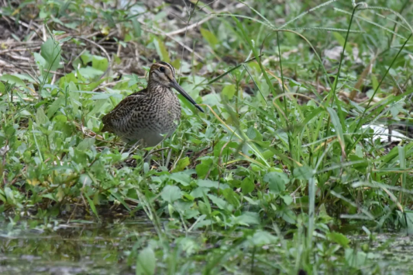 生性膽小的沙錐鳥