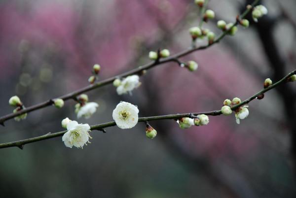 散文|葉 梅:江南梅花三品 散文|葉 梅:江南梅花三品