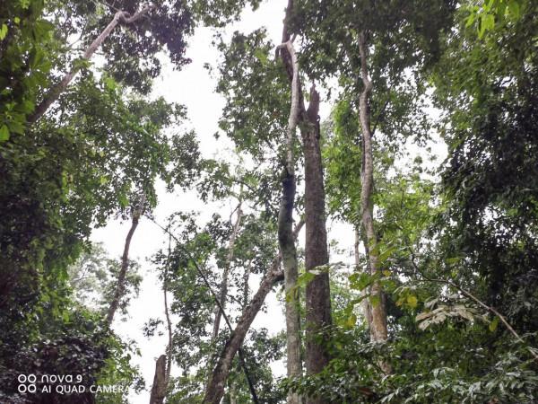西雙版納原始森林公園原始森林…