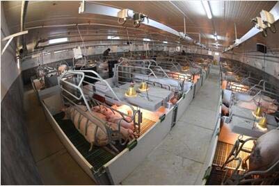 我國出現超級養豬場，年產量高達210萬隻，究竟是怎麼運作的？